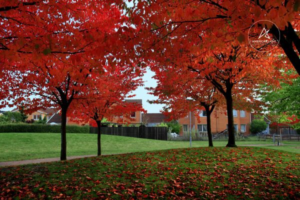 Maximize Your Outdoor Space: Solutions for Fall and Beyond